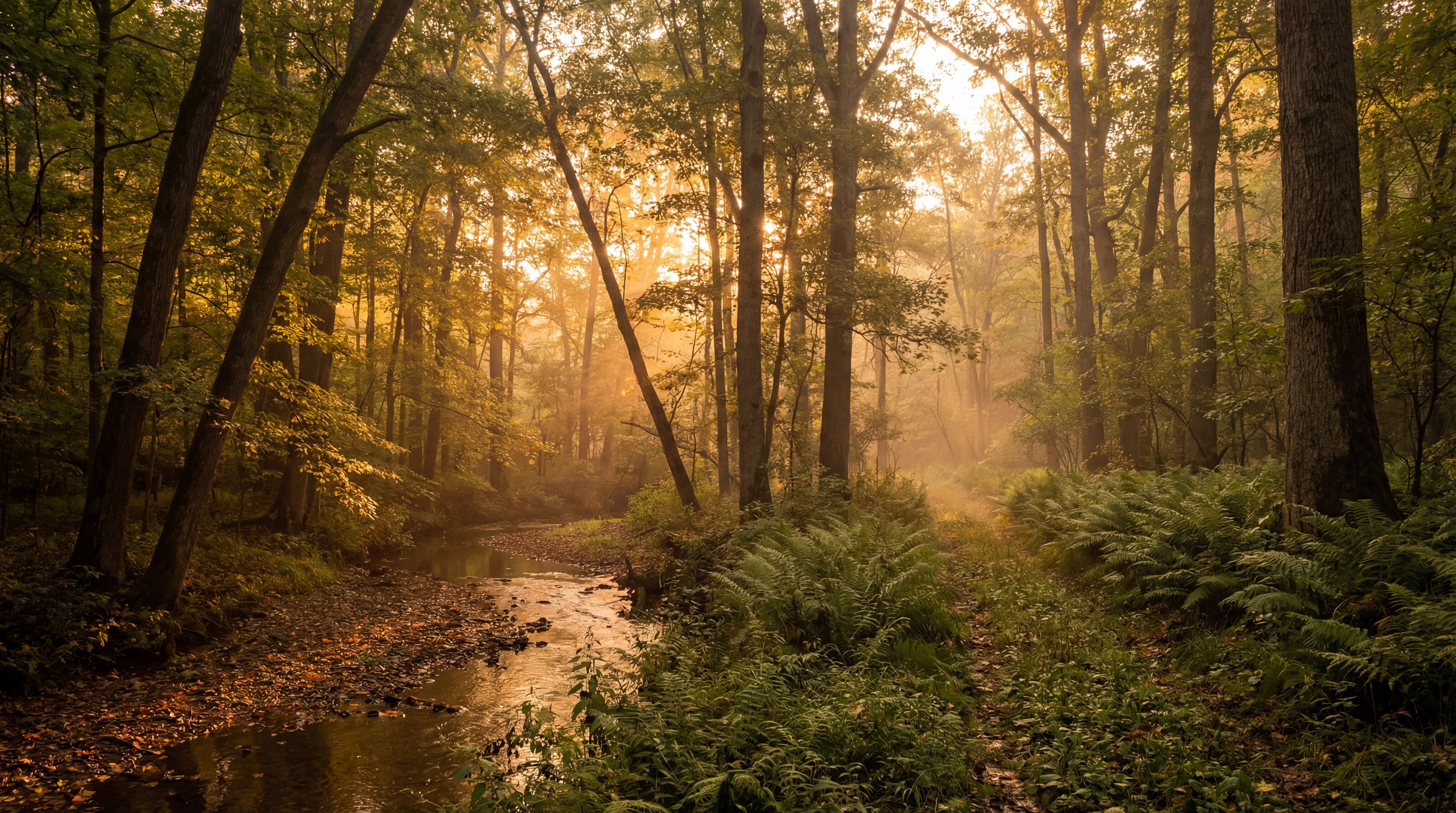 Golden hour light filtering through the forest along a creek in Hocking Hills